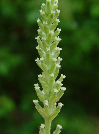 Salix_interior_flowers.jpg