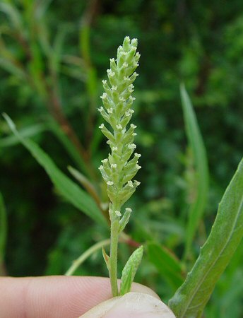 Salix_interior_inflorescence.jpg