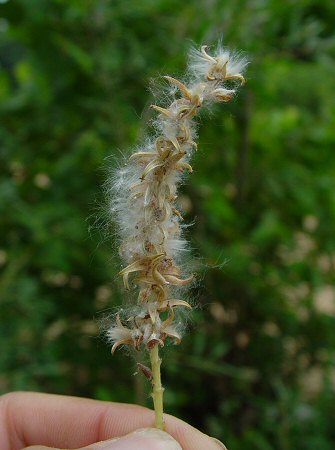 Salix_interior_infructescence.jpg