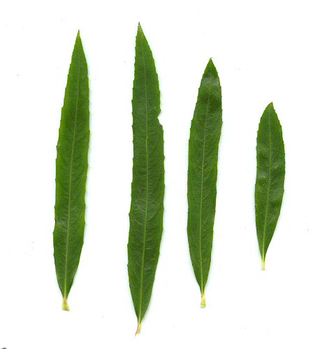 Salix_interior_leaves.jpg