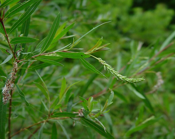 Salix_interior_plant.jpg