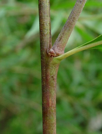 Salix_interior_twig.jpg