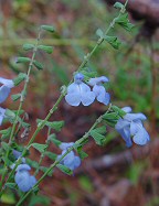 Salvia azurea thumbnail