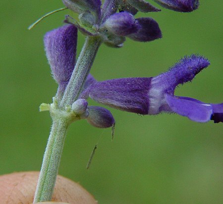 Salvia_farinacea_calyx.jpg