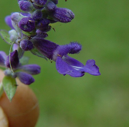 Salvia_farinacea_flower.jpg