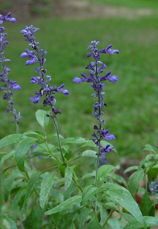 Salvia_farinacea_inflorescence.jpg