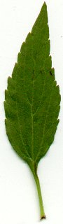 Salvia_farinacea_leaf.jpg
