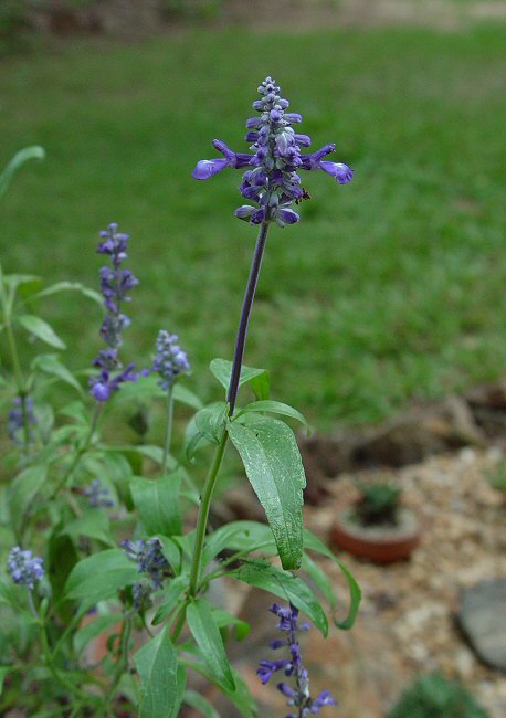 Salvia_farinacea_plant.jpg