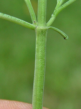 Salvia_farinacea_stem.jpg