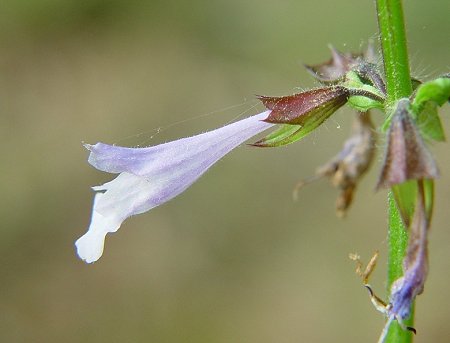 Salvia_lyrata_calyx.jpg