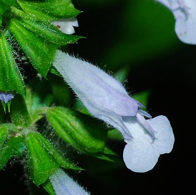 Salvia_lyrata_flower.jpg