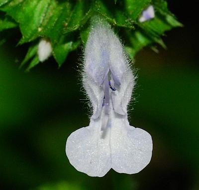 Salvia_lyrata_flower2.jpg