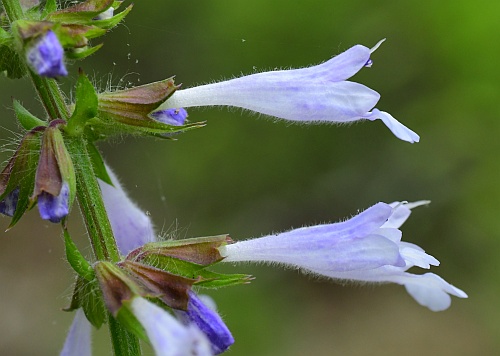 Salvia_lyrata_flowers.jpg