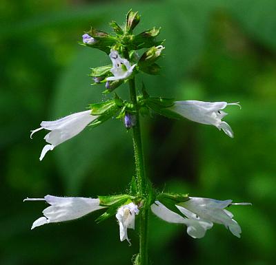 Salvia_lyrata_inflorescence.jpg