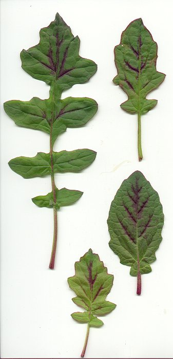 Salvia_lyrata_leaves2.jpg