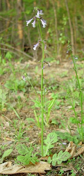 Salvia_lyrata_plant.jpg