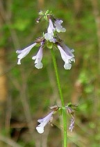 Salvia lyrata thumbnail