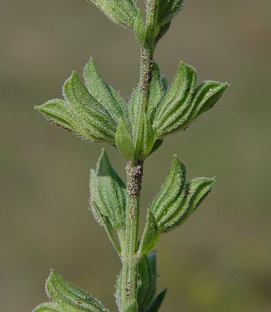 Salvia_reflexa_calyx.jpg