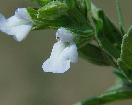 Salvia_reflexa_flower.jpg