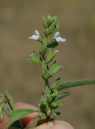 Salvia_reflexa_inflorescence.jpg