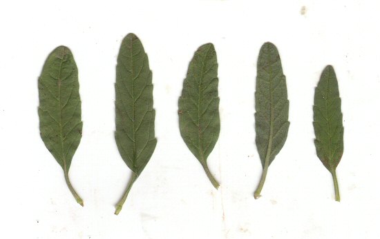 Salvia_reflexa_leaves.jpg