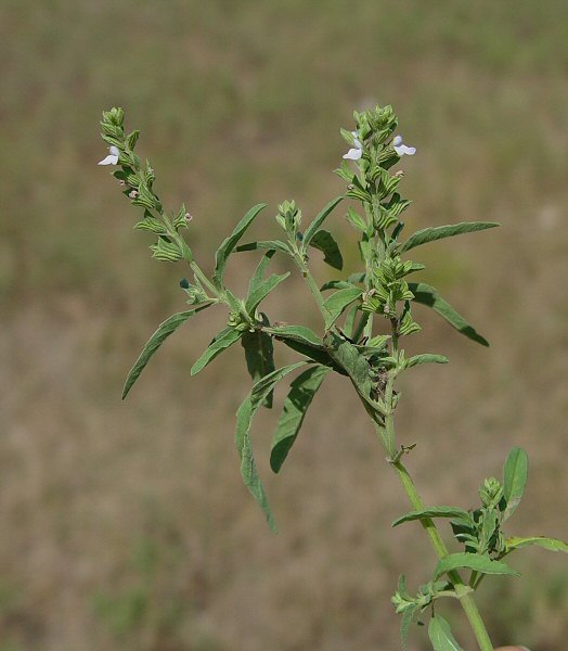 Salvia_reflexa_plant.jpg