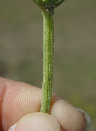 Salvia_reflexa_stem.jpg