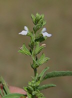 Salvia reflexa thumbnail