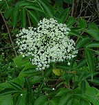 Sambucus canadensis thumbnail