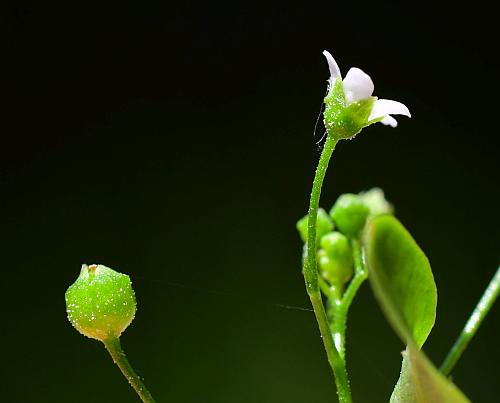 Samolus_parviflorus_calyx.jpg