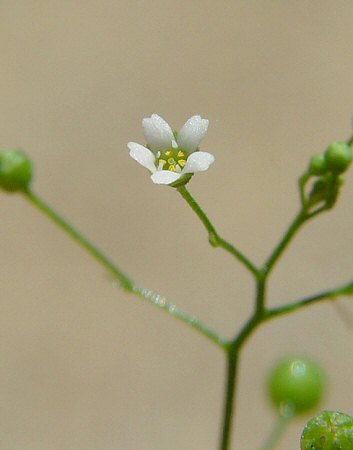 Samolus_parviflorus_flower.jpg