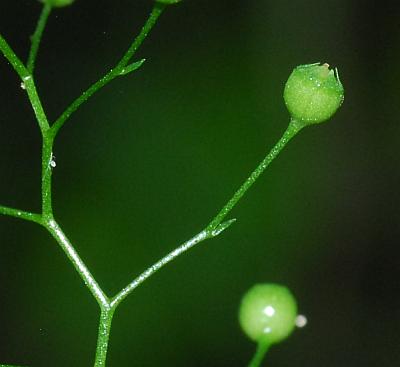 Samolus_parviflorus_fruit.jpg