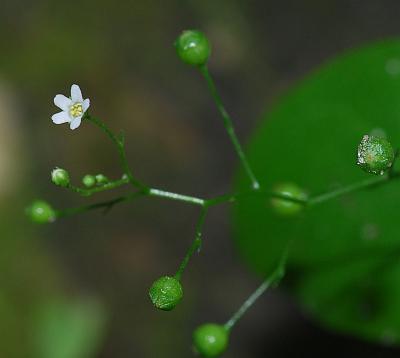 Samolus_parviflorus_inflorescence.jpg