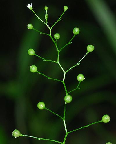 Samolus_parviflorus_infructescence.jpg