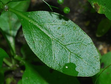 Samolus_parviflorus_leaf1.jpg