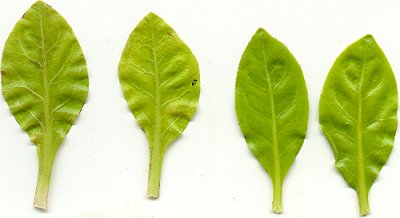 Samolus_parviflorus_leaves.jpg