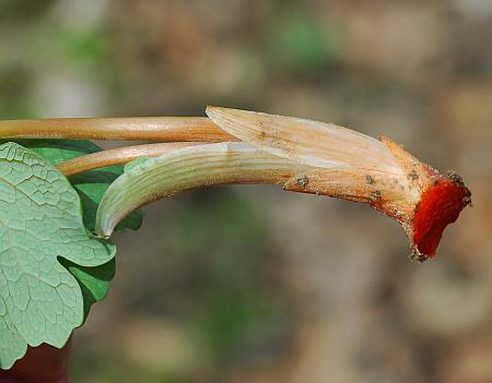 Sanguinaria_canadensis_base.jpg