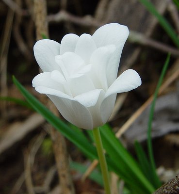 Sanguinaria_canadensis_double_flower.jpg