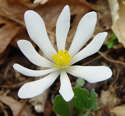 Sanguinaria_canadensis_flower.jpg