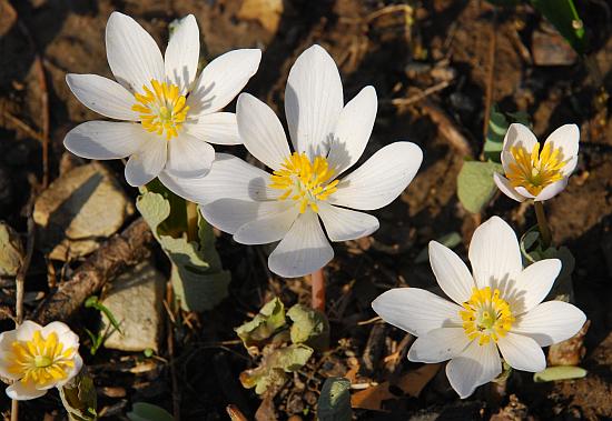 Sanguinaria_canadensis_flowers.jpg