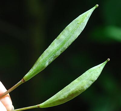 Sanguinaria_canadensis_fruits.jpg