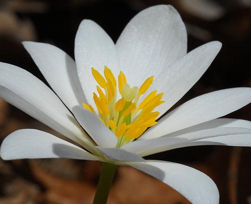 Sanguinaria_canadensis_functional.jpg