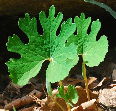 Sanguinaria_canadensis_leaf1.jpg