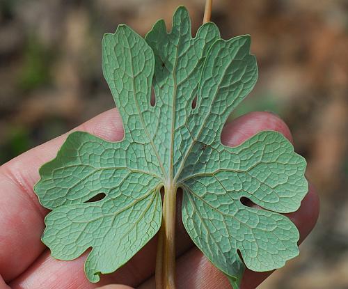 Sanguinaria_canadensis_leaf2.jpg