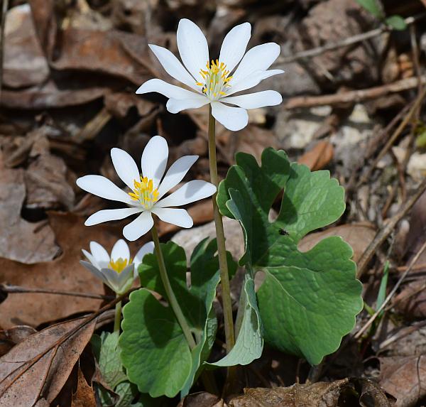 Sanguinaria_canadensis_plant.jpg