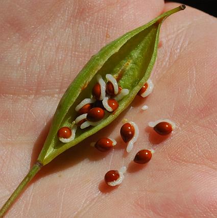 Sanguinaria_canadensis_seeds.jpg