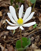 Sanguinaria canadensis thumbnail