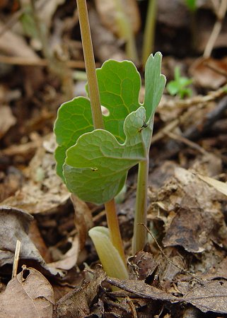 Sanguinaria_canadensis_young_leaf.jpg