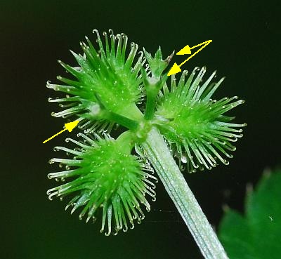 Sanicula_canadensis_fruits.jpg