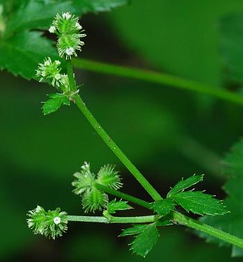 Sanicula_canadensis_inflorescence1.jpg